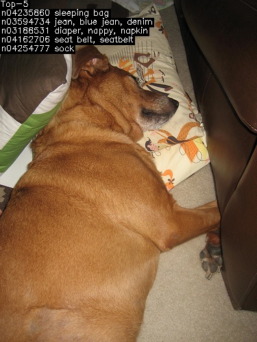 _images/mobilenet_v2_INT8_mix_bmodel_1.JPEG